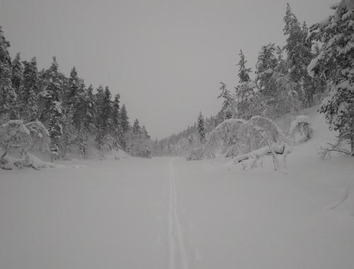 Hiihtoretki umpihangessa